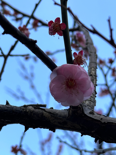 Bonsai de Ameixeira Japonesa Ume Branca