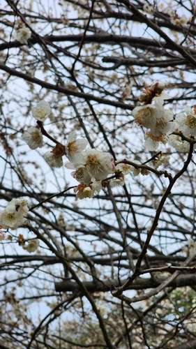 Bonsai de Ameixeira Japonesa Ume Vermelha