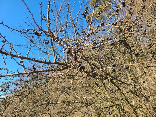Bonsai de Abruheiro Negro