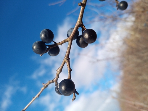 Bonsai de Abruheiro Negro