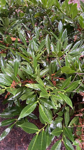 Bonsai de Amendoeira