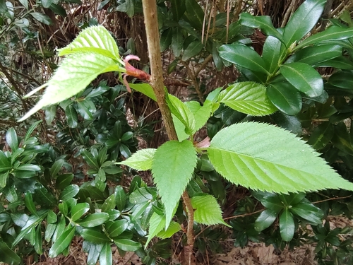 Bonsai de Cerejeira Japonesa Amanogawa