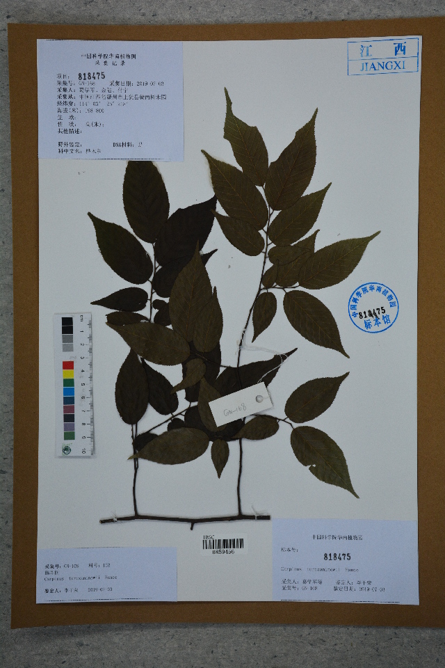 Bonsai de Carpe Coreano