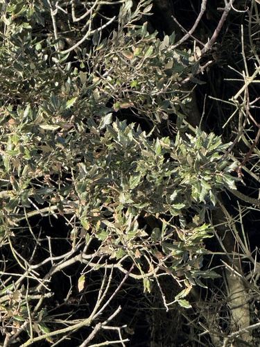 Bonsai de Azinheira