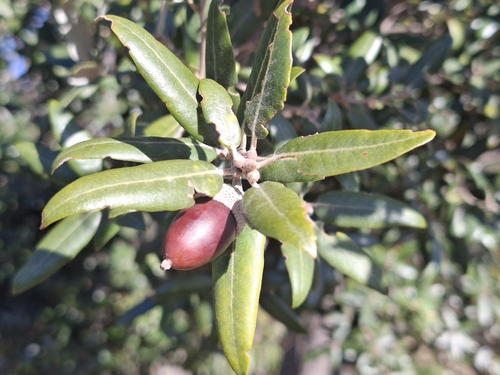 Bonsai de Azinheira