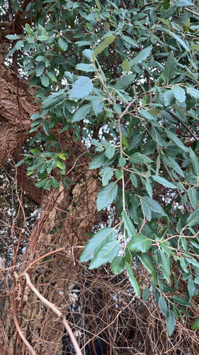 Bonsai de Carvalho Corticeiro