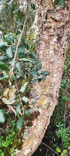 Bonsai de Carvalho Corticeiro