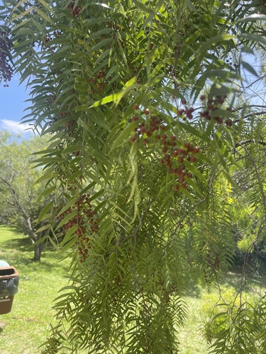 Bonsai de Aroeira Salsa