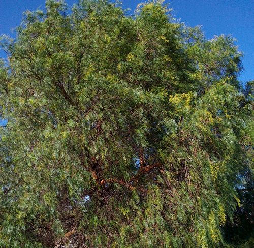 Bonsai de Aroeira Salsa