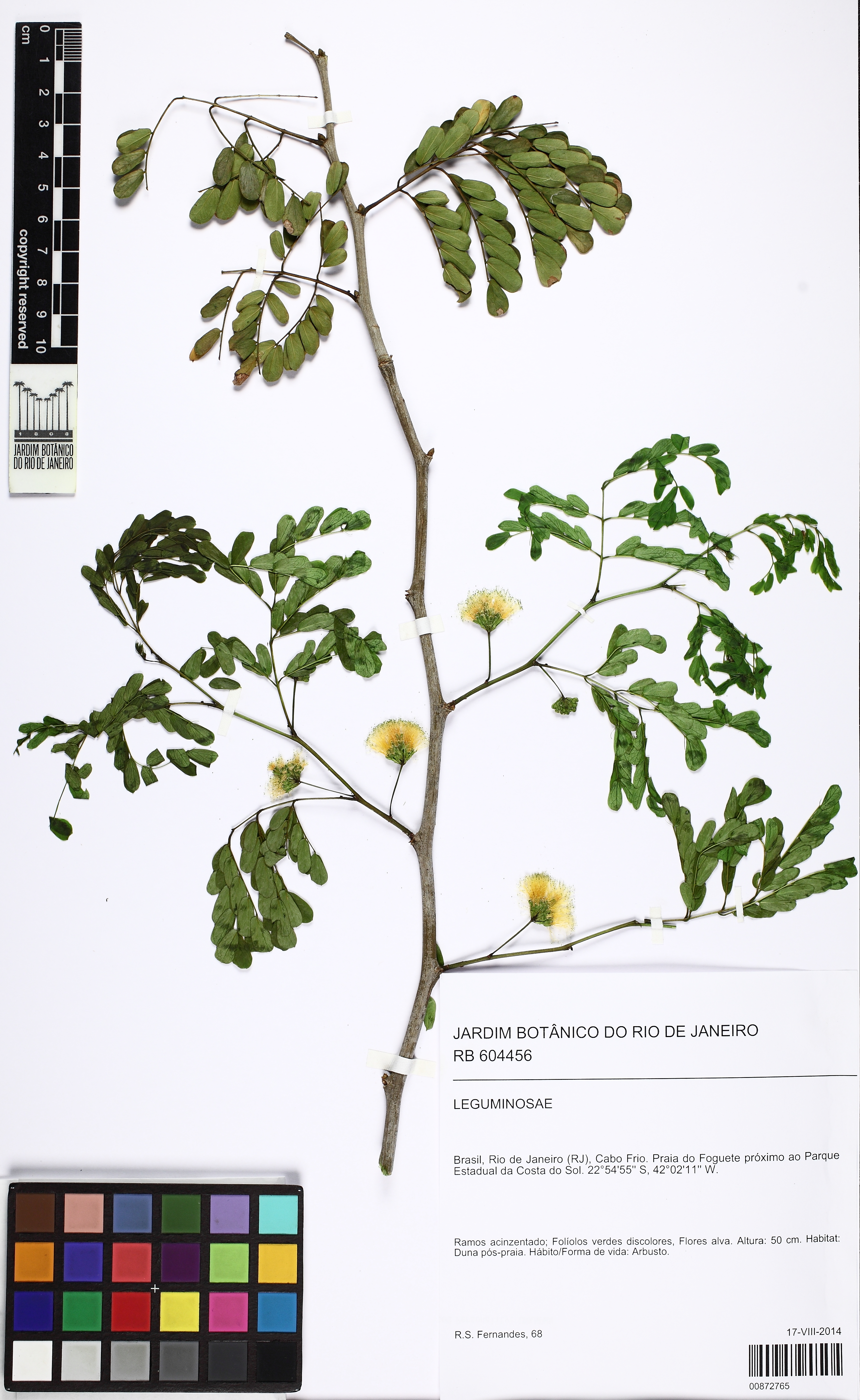 Bonsai de Jurema Branca