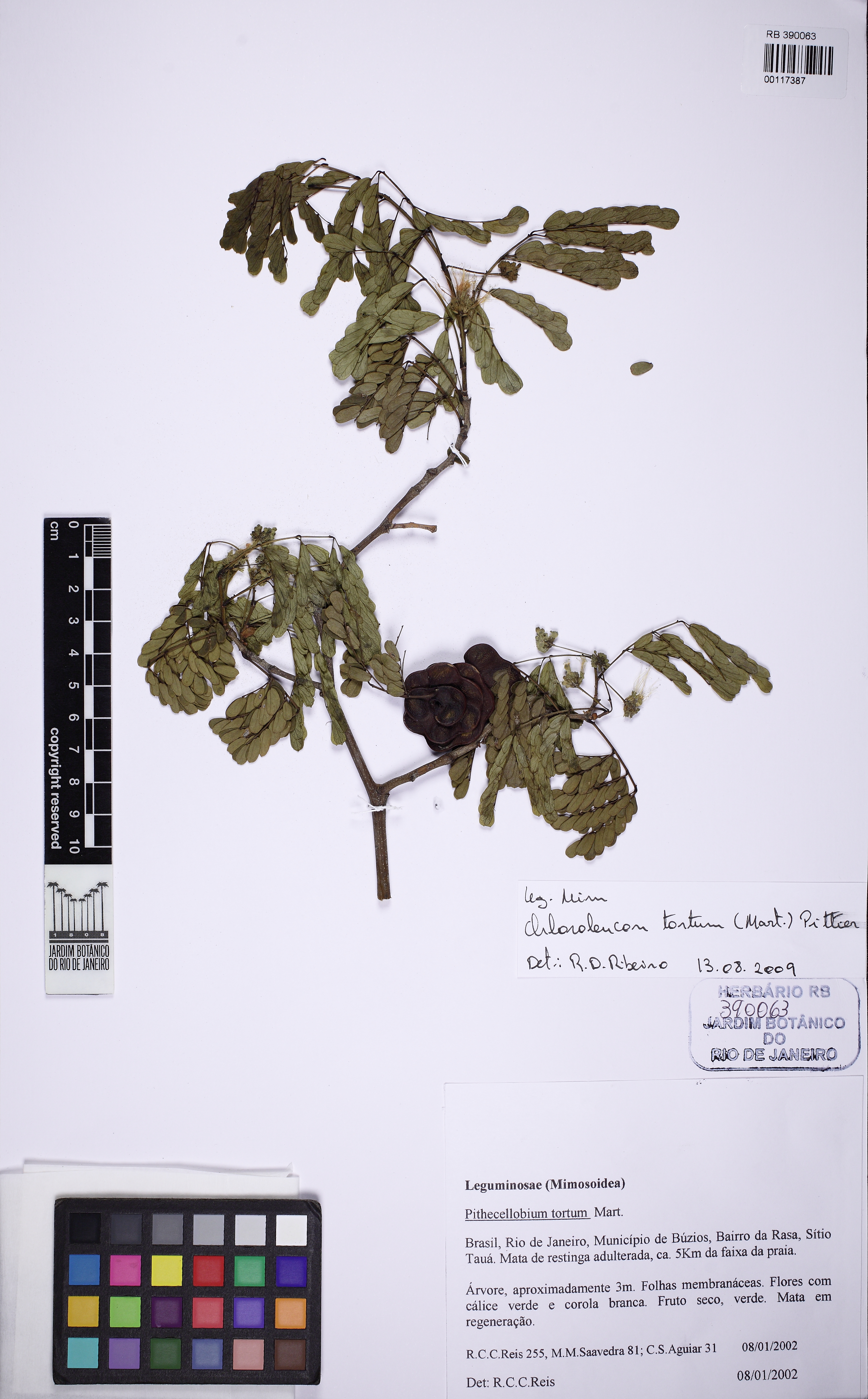 Bonsai de Jurema Branca