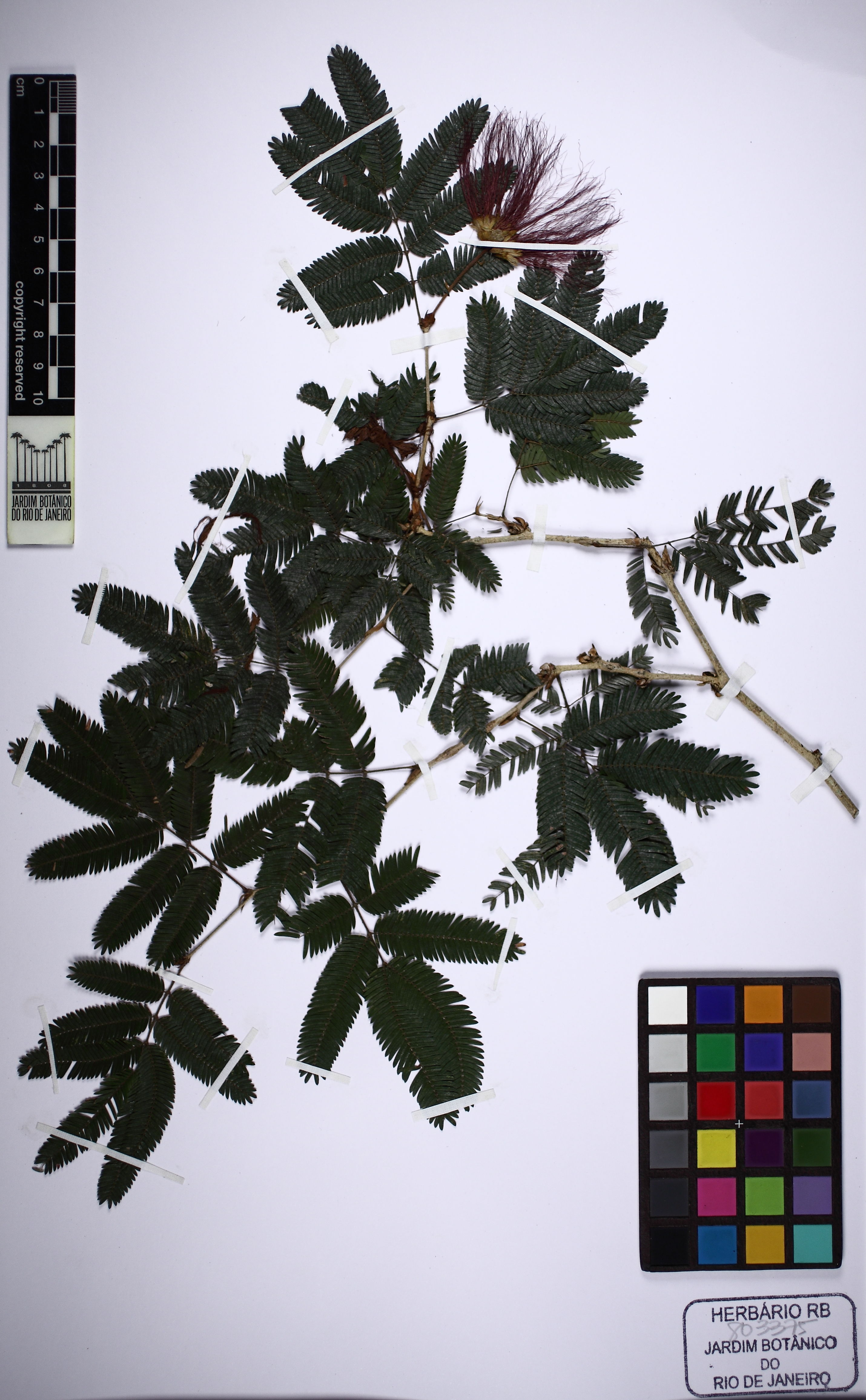 Bonsai de Caliandra Vermelha