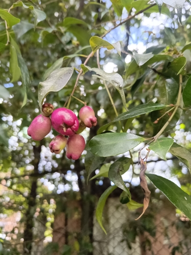 Bonsai de Eugênia de Frutos Roxos