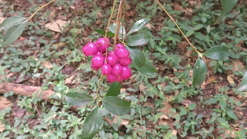 Bonsai de Eugênia de Frutos Roxos