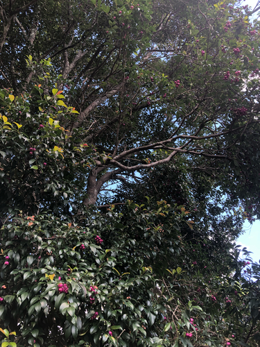 Bonsai de Eugênia de Frutos Roxos