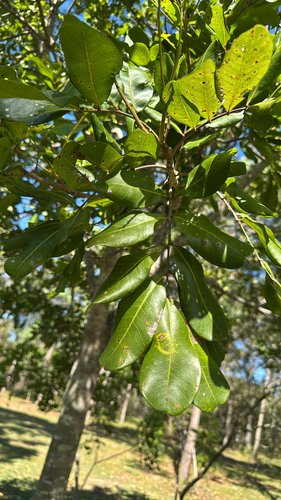 Bonsai de Cenourinha