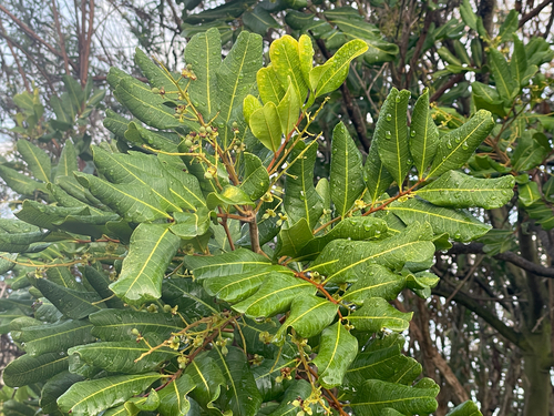 Bonsai de Cenourinha