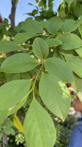 Bonsai de Stewartia Japonesa