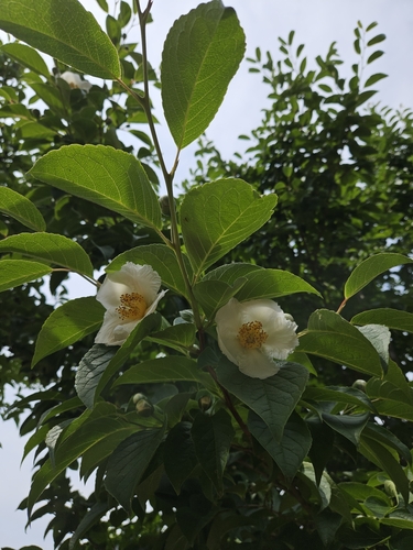 Bonsai de Stewartia Japonesa