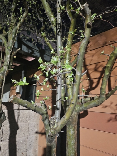 Bonsai de Marmeleiro Chinês