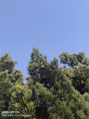 Bonsai de Junípero Shimpaku