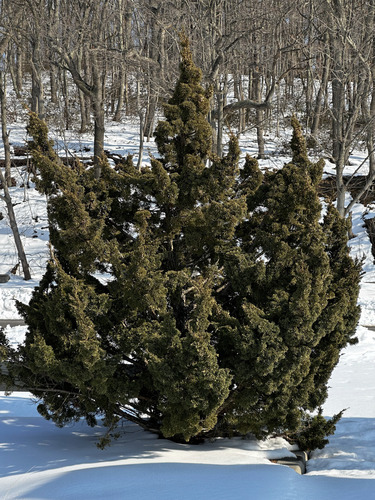 Bonsai de Junípero Shimpaku