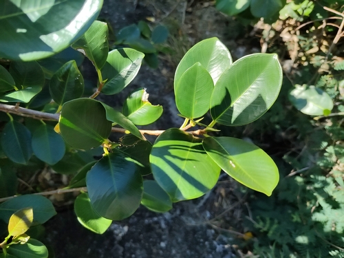 Bonsai de Ficus Ginseng
