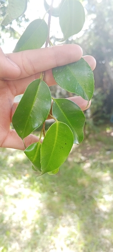 Bonsai de Ficus Benjamina