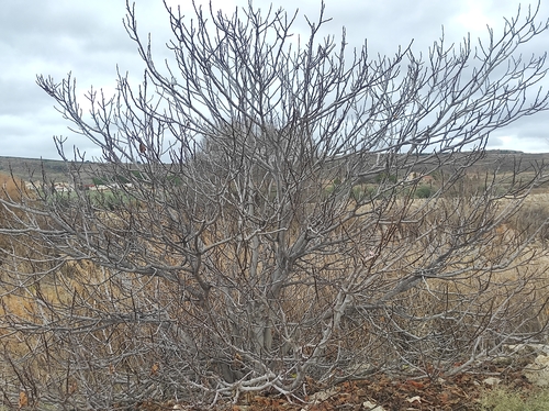Bonsai de Figueira Comum