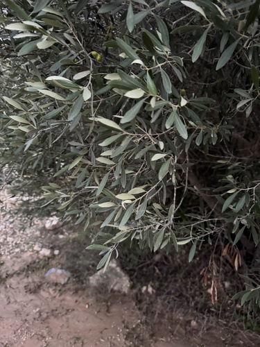 Bonsai de Oliveira Europeia