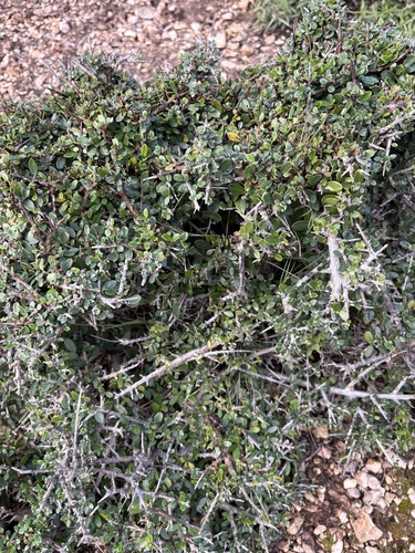 Bonsai de Oliveira Europeia