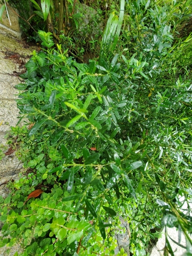Bonsai de Buxinho de Harland
