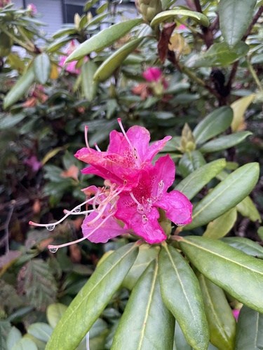 Bonsai de Azaleia Kurume