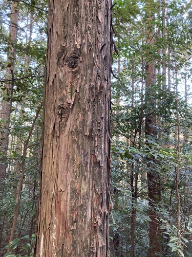 Bonsai de Cipreste Hinoki