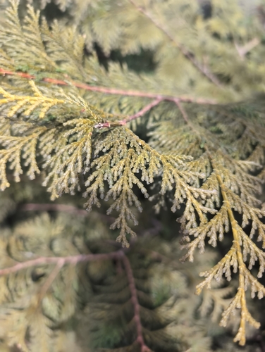 Bonsai de Cipreste Hinoki