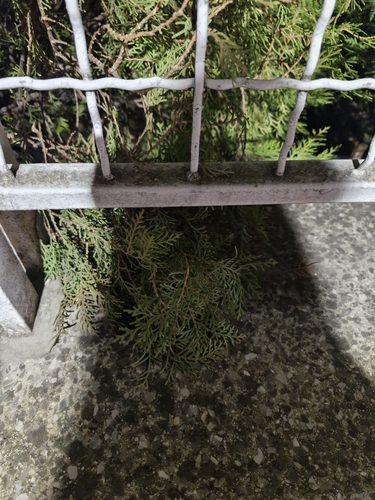 Bonsai de Cipreste Sawara