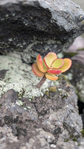 Bonsai de Árvore de Jade Clássica