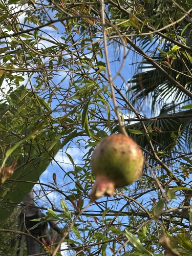 Bonsai de Romãzeira de Frutos Grandes