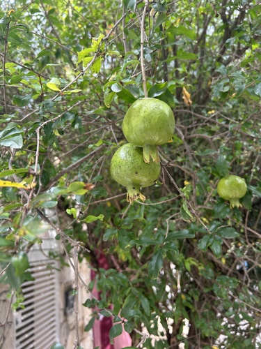 Bonsai de Romãzeira de Frutos Grandes
