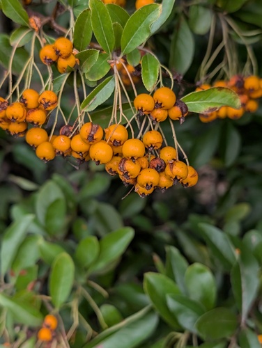 Bonsai de Piracanta de Frutos Vermelhos