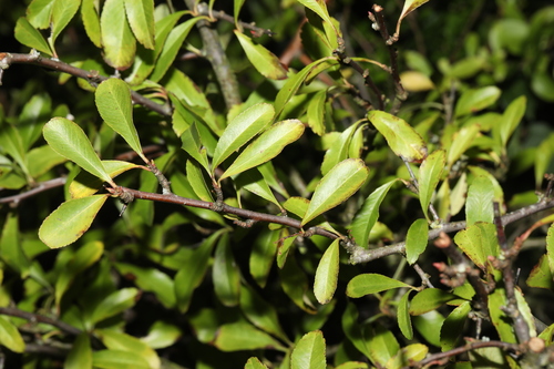 Bonsai de Piracanta de Frutos Vermelhos