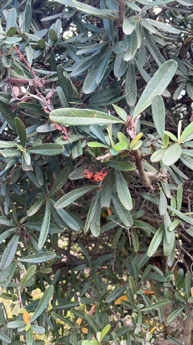 Bonsai de Piracanta de Frutos Laranjas