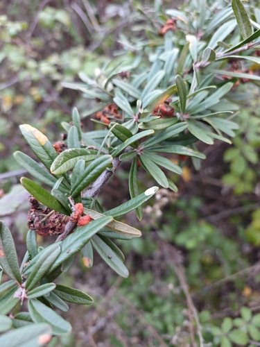 Bonsai de Piracanta de Frutos Laranjas