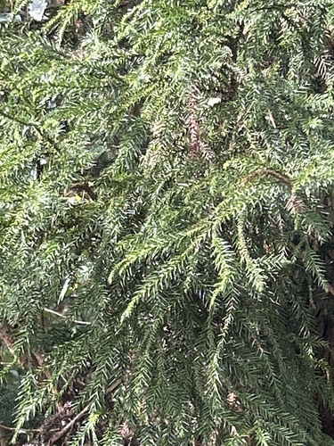 Bonsai de Criptoméria Sugi