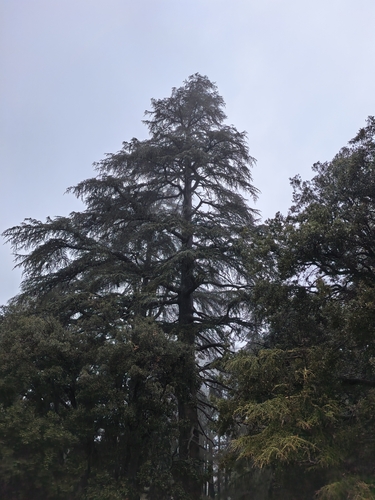 Bonsai de Cedro do Atlas Azul