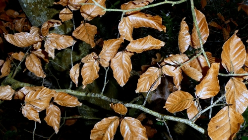 Bonsai de Faia Europeia