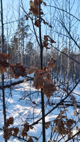 Bonsai de Carvalho Europeu
