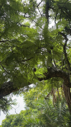 Bonsai de Jacarandá Mimoso