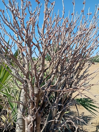 Bonsai de Rosa do Deserto Caudex
