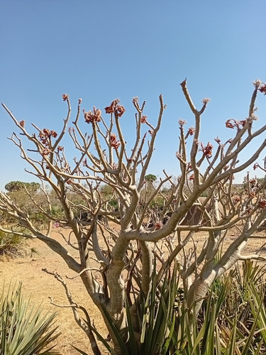 Bonsai de Rosa do Deserto Caudex